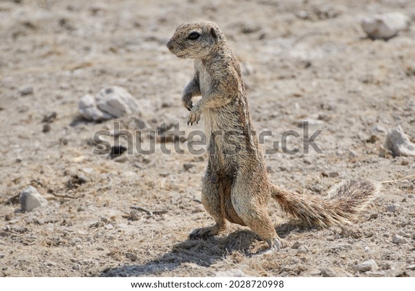 Cape ground squirrel or\
South African ground squirrel in the desert of Namibia, Africa.\
Xerus inauris.
