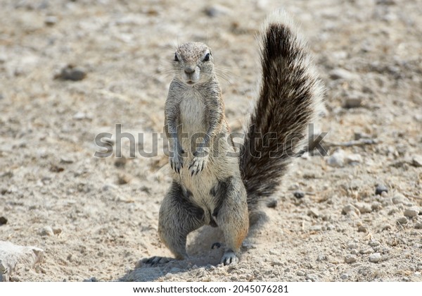 Cape ground squirrel or South African\
ground squirrel standing and looking at camera in Namibian desert,\
Namibia, Southern Africa. Xerus\
inauris.