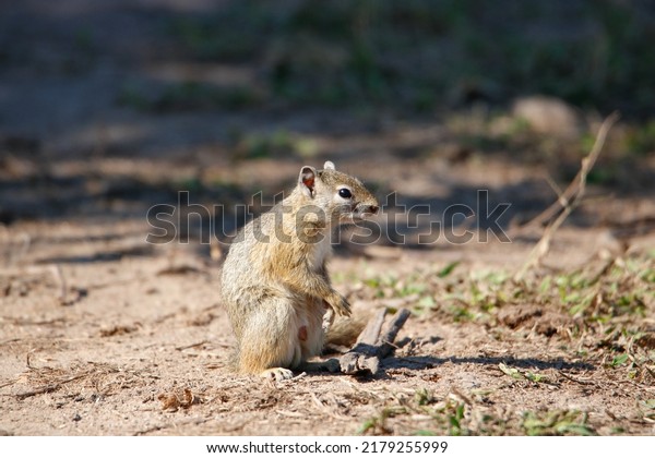 Cape ground squirrel or South African ground\
squirrel, Geosciurus inauris, sitting and foraging on the ground in\
the Kruger National Park