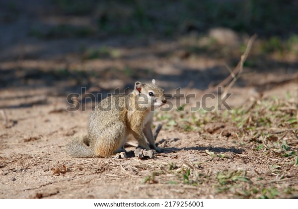 Cape ground squirrel or South African ground\
squirrel, Geosciurus inauris, sitting and foraging on the ground in\
the Kruger National Park