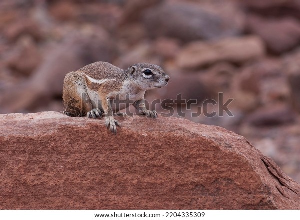The Cape ground squirrel or South African ground\
squirrel (Geosciurus\
inauris)
