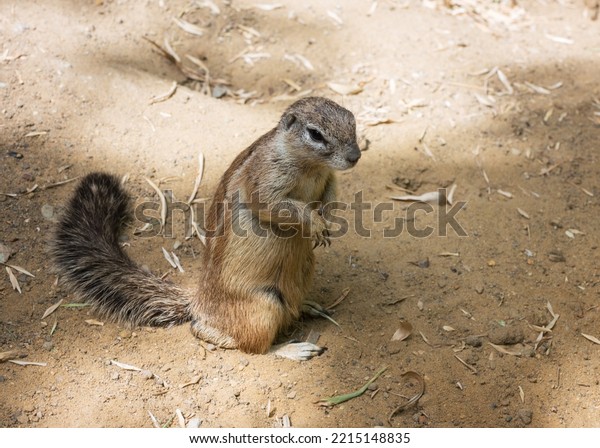 Cape Ground Squirrel, South African ground\
squirrel, Geosciurus inauris.\
Portrait