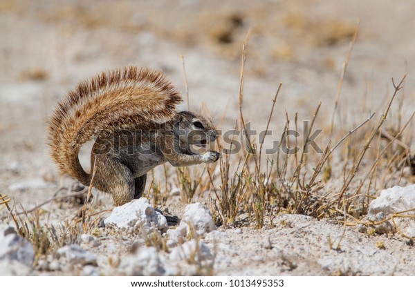 Cape ground squirrel using his tail as an\
umbrella in Etosha National Park in\
Namibia