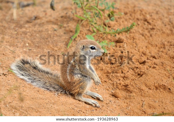 Cape Ground Squirrel\
(Xerus Inauris)