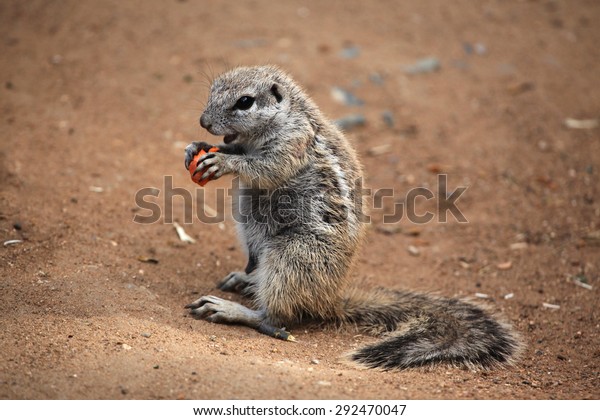 Cape\
ground squirrel (Xerus inauris). Wildlife animal.\
