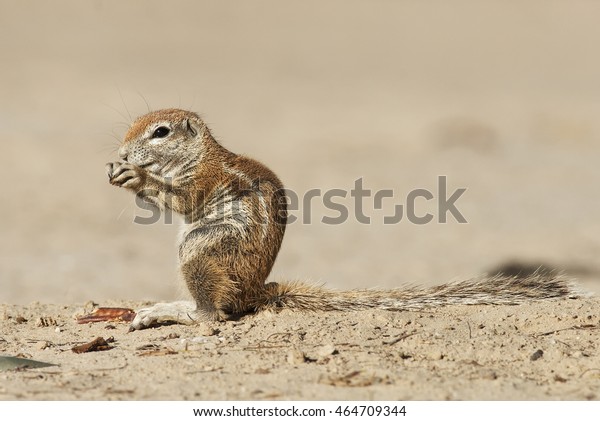 Cape Ground Squirrel, Xerus\
inures, Kgalagadi Transfrontier Park, Kalahari desert, South\
Africa