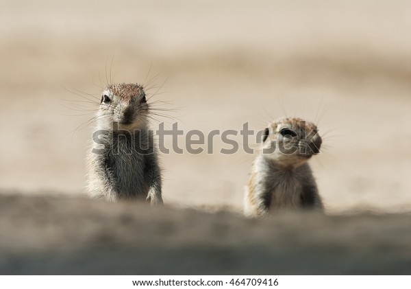 Cape Ground Squirrel, Xerus\
inures, Kgalagadi Transfrontier Park, Kalahari desert, South\
Africa