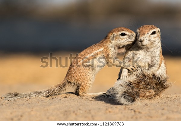 Cape ground squirrels inter\
acting