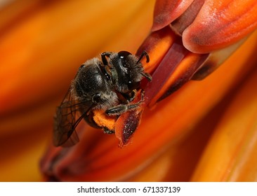 Cape honey bee on flower gathering pollen - Shutterstock ID 671337139