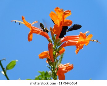 Cape Honeysuckle Or Tecoma Capensis Orange Red Flowers, A Honey Bee Or Apis Mellifera And A Carpenter Bee Or Xylocopa