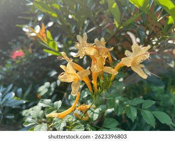 The Cape Honeysuckle, Tecomaria capensis, an evergreen shrub with clusters of bright orange trumpet-shaped flowers