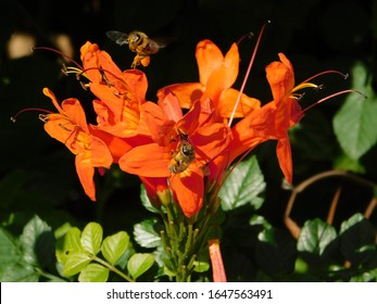 Cape Honeysuckle, Or Tecomaria Capensis Orange Flowers, And Two Honey Bees, Or Apis Mellifera