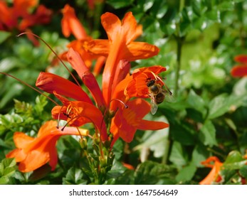 Cape Honeysuckle, Or Tecomaria Capensis Orange Flowers, And A Honey Bee, Or Apis Mellifera