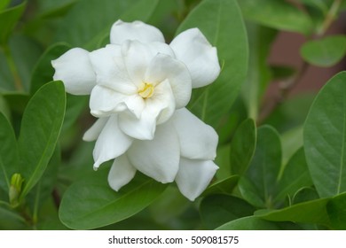Cape Jasmine Flower