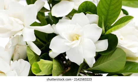 Cape jasmine or garden gardenia, gerdenia flower - Shutterstock ID 2142583223