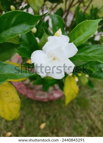 Cape jasmine, also known as gardenia, is a fragrant flower often used in floral arrangements and perfumes. Its delicate white petals and sweet scent make it a popular choice for adding beauty and arom