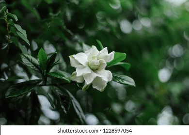 Cape Jasmine Or White Flower