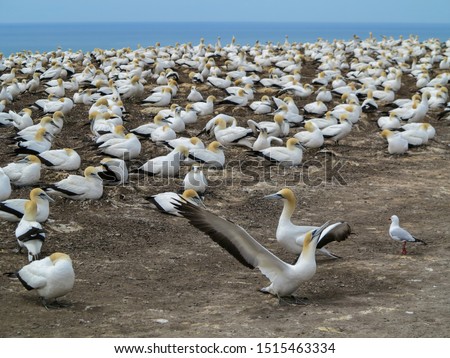 Cape Kidnappers, Hawke's Bay, New Zealand breeding site for Australasian gannets, Gannets Nesting By Sea, Pacific Ocean