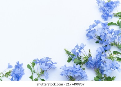 Cape leadwort, Plumbago auriculata, small blue flowers on white background