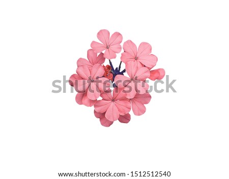 Cape leadwort, White plumbago, Plumbago auriculata, Beautiful tiny pink bouquet flowers isolated on white background. with clipping path