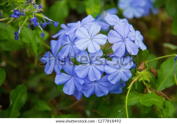 Cape leadwort,Cape leadwort in the garden,\
White plumbago,White plumbago and blurred background,Plumbago\
auriculata,Plumbago auriculata  in the\
park.