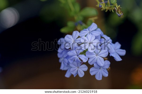 Cape leadwort,Cape leadwort in the garden,\
White plumbago,White plumbago and blurred background,Plumbago\
auriculata,Plumbago auriculata in the\
park.
