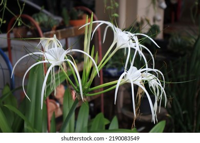  Cape lily, Giant lily or Golden-leaf Crinum lily or Poison bulb or Spider lily flowers. Close up white flower bouquet on green leaf background in garden with morning light. The side of whie flower.