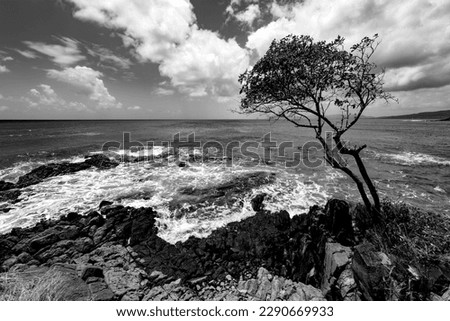 Cape “Pointe Catherine“ located between the bays “Anse Meunier“ and “Anse des Salines“ is view point on the hiking trail in the south of Martinique french caribbean island. Black and white seascape.