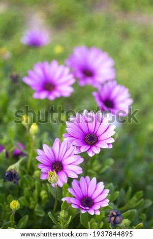 Cape marguerite (Dimorphotheca ecklonis) blooming purple flower in the garden