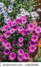 Cape Marguerite (Osteospermum Ecklonis) In Park, Moscow Region, Russia