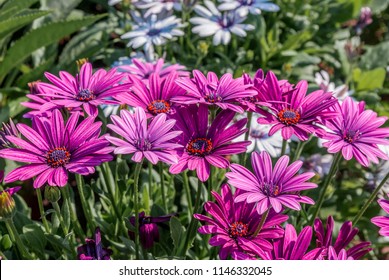 Cape Marguerite (Osteospermum Ecklonis) In Park, Moscow Region, Russia