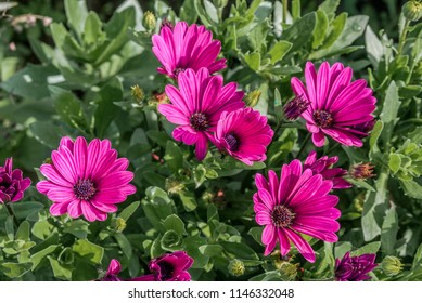 Cape Marguerite (Osteospermum Ecklonis) In Park, Moscow Region, Russia