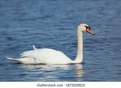 Cape May, New Jersey  US - 11-21-20: Mute Swan Floating On Blue Lake In The  Late Fall