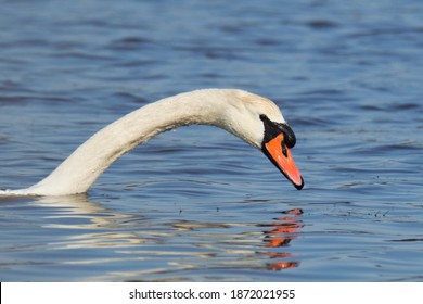 Cape May, New Jersey  US - 11-21-20: Mute Swan Emerging From Blue Lake On Sunny Fall Day In Cape May