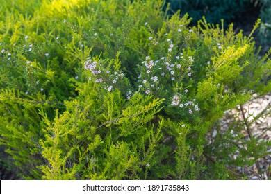 Cape May Plant (Coleonema Album), An Attractive Evergreen Shrub With Tiny Flowers Close Up In The Garden