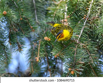 Cape May Warbler