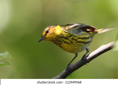 Cape May Warbler