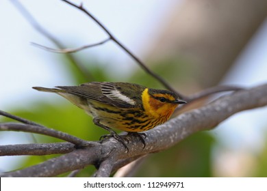 Cape May Warbler