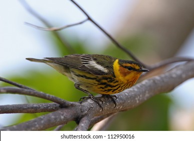 Cape May Warbler