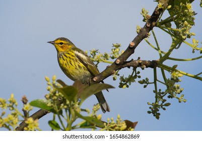 Cape May Warbler Among The Avocado Flowers 