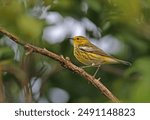 Cape May Warbler (Dendroica tigrina) first winter male perched on branch

Linstead, Jamaica       December