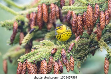 Cape May Warbler In A Fir Tree During Spring Migration.