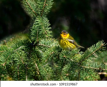 Cape May Warbler Foraging On Pine Tree In Spring