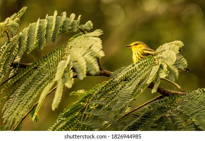 A Cape May Warbler Has Migrated South In Autumn.