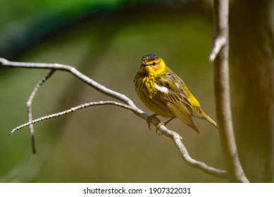 A Cape May Warbler Looking For Food During The Spring Migration In Wisconsin.