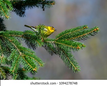 Cape May Warbler In Spring