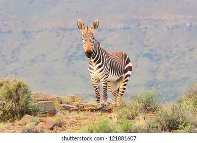 Cape Mountain Zebra