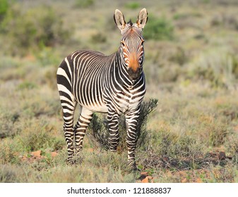 Cape Mountain Zebra