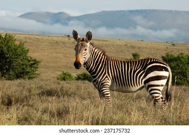 Cape Mountain Zebra