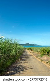 沖縄 サトウキビ の写真素材 画像 写真 Shutterstock